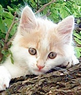 chat roux blanc